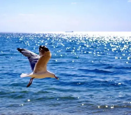 Hotel Sea Paradise